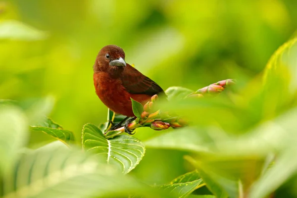 Tanager Bec Argenté Ramphocelus Carbo Passereau Oiseau Exotique Trinité Tobago — Photo