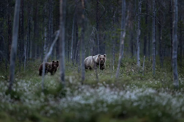 Бурый Медведь Гуляет Лесу Утренний Свет Опасное Животное Природе Тайга — стоковое фото