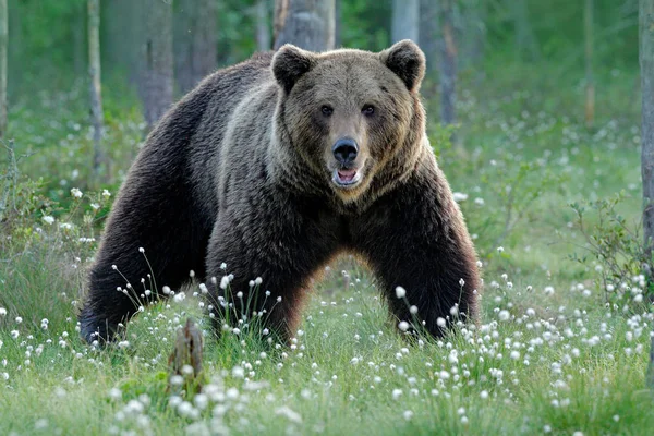 Urso Castanho Caminhar Floresta Luz Manhã Animal Perigoso Natureza Taiga — Fotografia de Stock