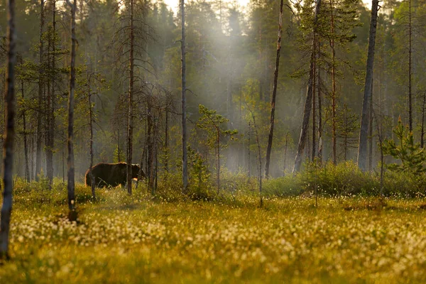 Mistige Bos Met Bruine Beer Verborgen Het Gras Mooie Bruine — Stockfoto