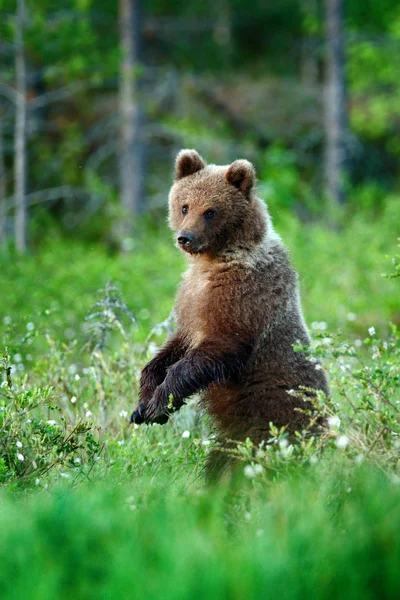 Magányos Fiatal Cub Medve Fenyves Erdőben Medve Kölyök Anyja Nélkül — Stock Fotó