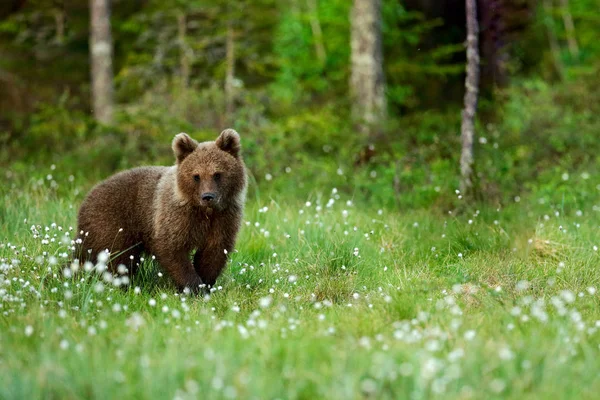 Samotny Młodych Cub Niedźwiedź Lesie Sosnowym Ponosi Pup Bez Matki — Zdjęcie stockowe