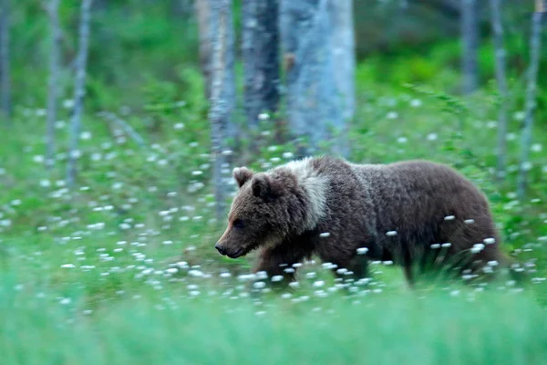 Samotny Młodych Cub Niedźwiedź Lesie Sosnowym Ponosi Pup Bez Matki — Zdjęcie stockowe