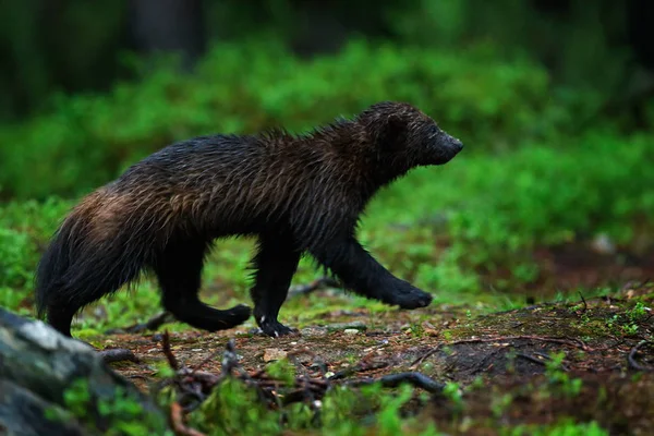 Άγρια Wolverine Στο Φινλανδικό Τάιγκα Raptor Της Φύσης Στη Βόρεια — Φωτογραφία Αρχείου