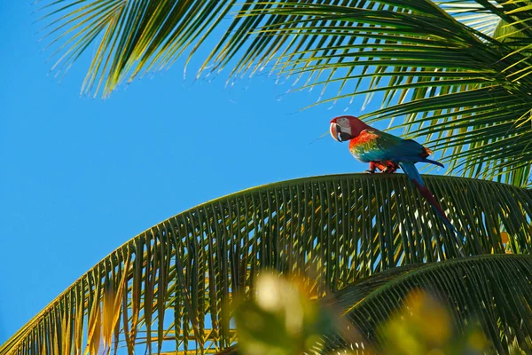 Grande Papagaio Vermelho Macarela Vermelha Verde Ara Chloroptera Sentado Galho — Fotografia de Stock