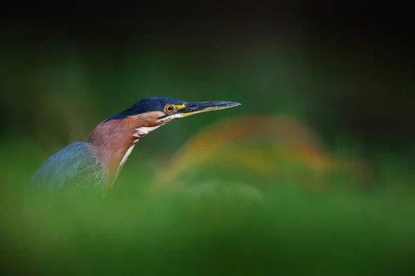 Heron hidden in the green vegetation. Green-backed Green Heron, Butorides virescens, in the nature, Trinidad and Tobago. Head of bird in the grass. Wildlife scene from Caribbean.