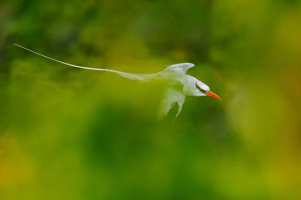 Tropicbird Pico Rojo Phaethon Aethereus Ave Rara Del Caribe Flying — Foto de Stock