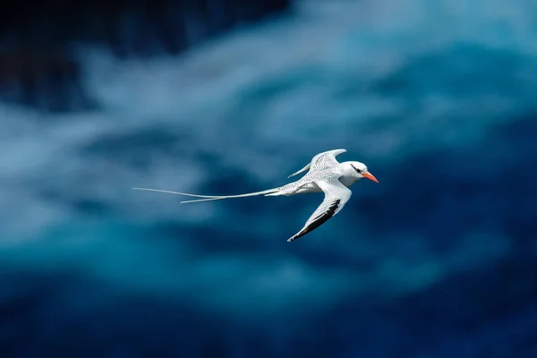 アカハシネッタイチョウ パエトン Aethereus カリブ海から珍しい鳥 ネッタイチョウ科を背景に緑の森に飛ぶ リトル トバゴ島から野生動物のシーン 自然の中 トリニダードで白い鳥の飛行 — ストック写真