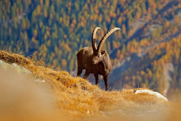 アルプスアイベックス 丘背景 グラン パラディーゾ国立公園 イタリアの秋のオレンジ色のカラマツの木で キャプラ アイベックス 美しい動物と秋の風景野生動物シーン Alp の生息地で山の哺乳動物 — ストック写真