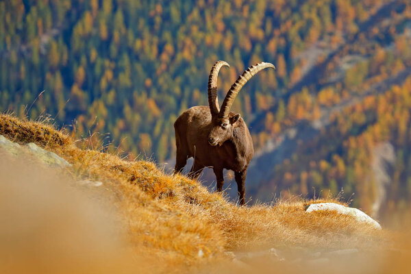 Alpine Ibex, Capra ibex, with autumn orange larch tree in hill background, National Park Gran Paradiso, Italy. Autumn landscape wildlife scene with beautiful animal. Mountain mammal in the Alp habitat