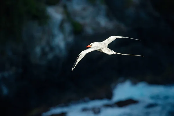 Rödnäbbad Tropikfågel Phaethon Aethereus Sällsynt Fågel Från Karibien Flygande Tropikfågel — Stockfoto