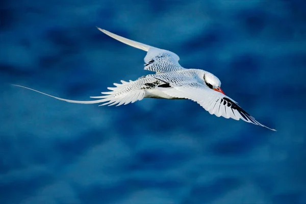 Tropicbird Bec Rouge Phaethon Aethereus Oiseau Rare Des Caraïbes Tropicbird — Photo