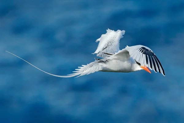 Rödnäbbad Tropikfågel Phaethon Aethereus Sällsynt Fågel Från Karibien Flygande Tropikfågel — Stockfoto