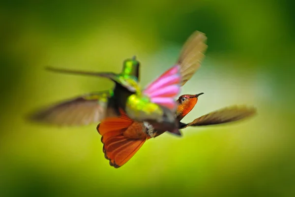 Kolibřík Boj Červené Žluté Ruby Topaz Hummingbird Chrysolampis Mosquitus Létání — Stock fotografie