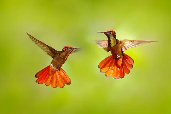 Två Kolibri Kampen Röda Och Gula Ruby Topaz Hummingbird Chrysolampis — Stockfoto