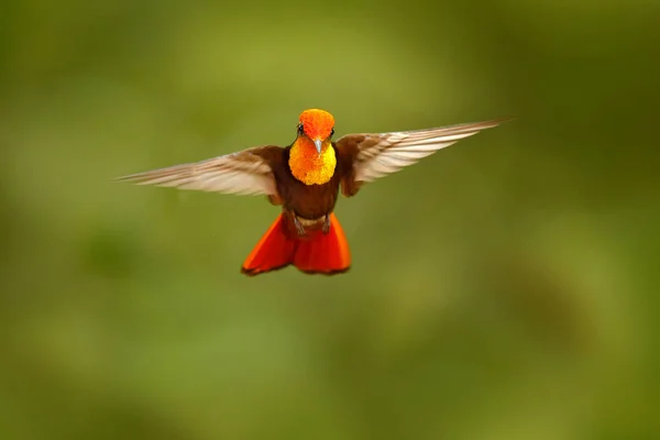 Roter Und Gelber Rubin Topas Kolibri Chrysolampis Mücke Fliegend Mit — Stockfoto