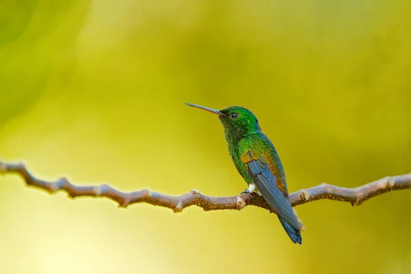 Kupferrumpf Kolibri Amazilia Tabaci Sitzt Auf Dem Ast Des Baumes — Stockfoto