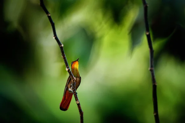 红色和黄色红宝石 托帕石蜂鸟 Chrysolampis Mosquitus 在黑暗的热带森林 正面外观与光泽橙色头 传播尾巴 多巴哥岛 特立尼达和多巴哥 — 图库照片