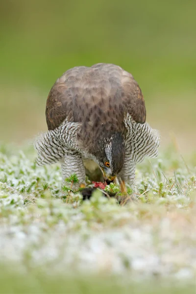 Goshawk Accipiter Gentilis Živící Zabil Temný Veverka Lese Dravec Prostředí — Stock fotografie