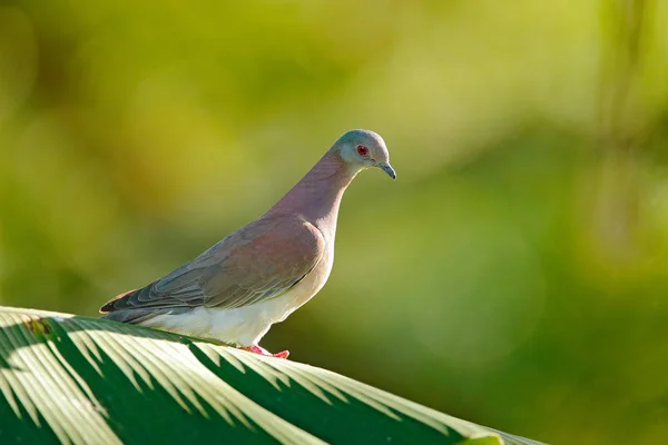 アーノス ベール トリニダード トバゴから Patagioenas Cayennensis 薄い通気鳩 緑のヤシの上に座ってハトを残します 自然から野生動物のシーン 手のひらの上に座って鳥のまま — ストック写真