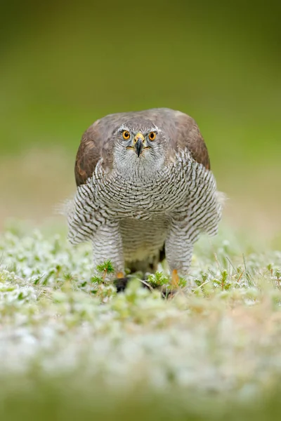 Goshawk Accipiter Gentilis Alimentándose Ardilla Oscura Muerta Bosque Pájaro Presa — Foto de Stock