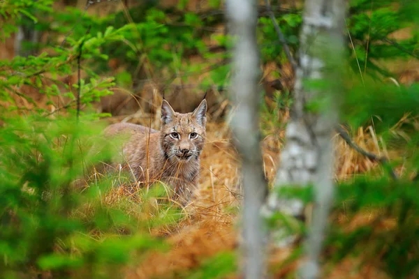 Eurasian Lynx Walking Wild Cat Germany Bobcat Trees Hunting Carnivore — Stock Photo, Image