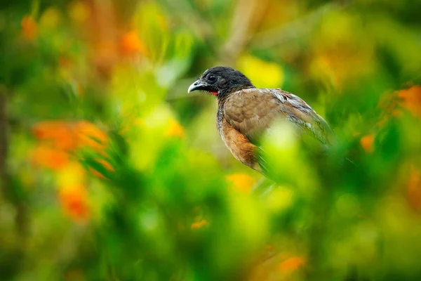 Chachalaca Ortalis Ruficauda Ave Tropical Exótica Habitat Natural Floresta Flor — Fotografia de Stock