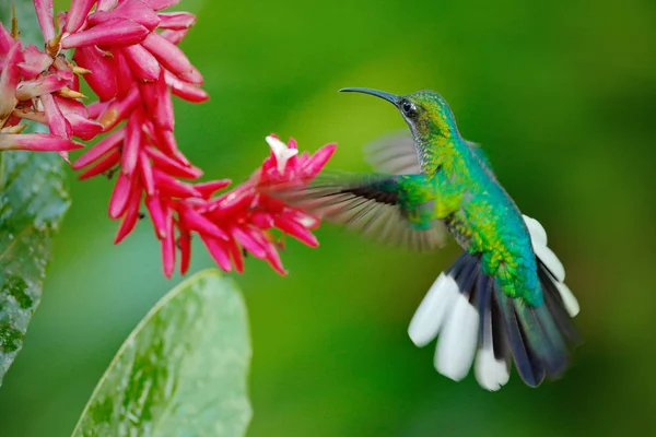 Colibrí Cola Blanca Sabrewing Volando Junto Hermosa Flor Roja Strelitzia — Foto de Stock