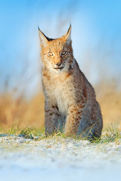ヨーロッパオオヤマネコ 牧草地の野生の猫の肖像画 自然から野生動物のシーン かわいい大きな猫草に隠されました — ストック写真