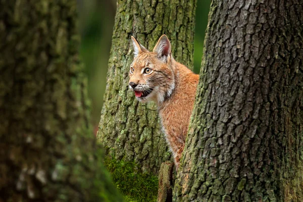 森の木の幹の間に Lynx 緑のコケに覆われた石の背景に緑のユーラシア野生猫を座っています チェコ語 ヨーロッパの自然の生息地で野生の猫 — ストック写真