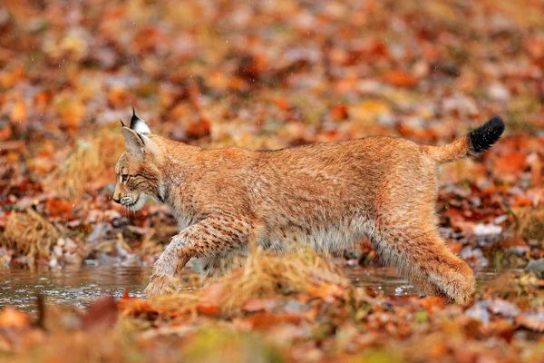 猫在秋季自然 山猫走在橙色的叶子 隐藏在自然栖息地的野生动物 来自德国森林的野生动物场景 — 图库照片