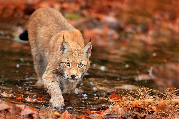 オレンジ色の葉の中を水で歩くリンクス ドイツの自然生息地に隠された野生動物 ドイツの森林からの野生動物のシーン 木の秋の植生のリンクス 美しい野生の猫 顔の肖像画 — ストック写真