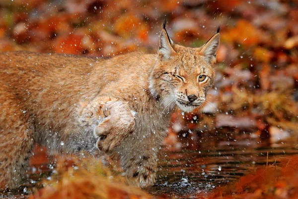 山猫走在橙色叶子与水 隐藏在自然栖息地的野生动物 森林里的野生动物场景 山猫在秋天的植被在木材 美丽的野生猫 细节脸肖像 — 图库照片