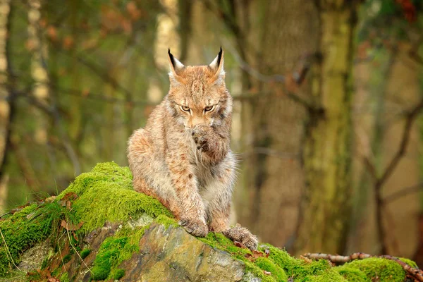 Gato Salvaje Pata Limpieza Lynx Bosque Gato Euroasiático Sentado Sobre — Foto de Stock