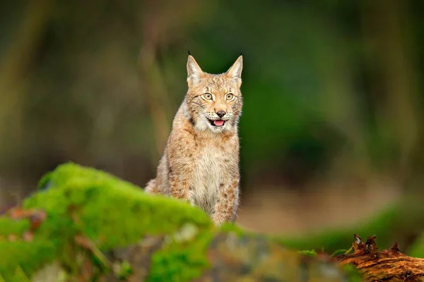 Lynx Bosque Sentado Gato Salvaje Euroasiático Piedra Verde Musgoso Verde — Foto de Stock