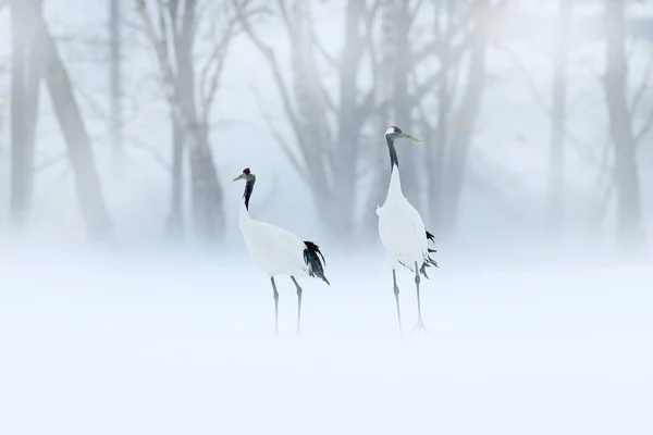 Vinç Grus Japonensis Kar Hokkaido Japonya Nın Yürüyen Kırmızı Taç — Stok fotoğraf