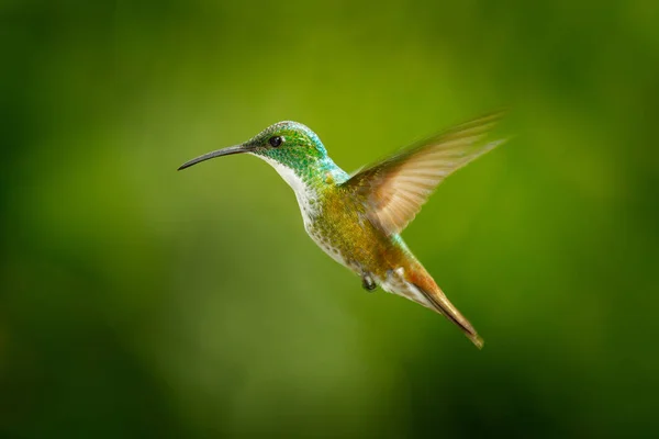 Kolibri Andoki Amazília Amazilia Franciae Világos Zöld Háttér Kolumbia Szép — Stock Fotó