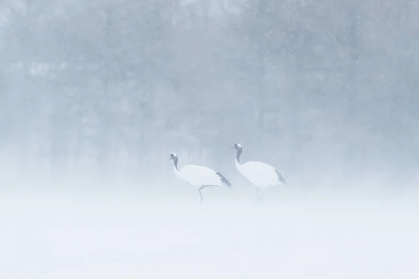 Red Crowned Crane Grus Japonensis Walking Snow Hokkaido Japan Beautiful — 图库照片