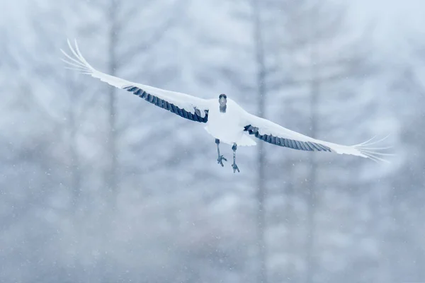 Guindaste Coroa Vermelha Grus Japonensis Pássaro Branco Voador Com Asas — Fotografia de Stock