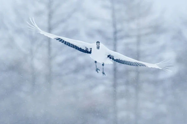 Mandzsu Daru Repülő Fehér Madár Szárnyak Hokkaido Japán Grus Japonensis — Stock Fotó