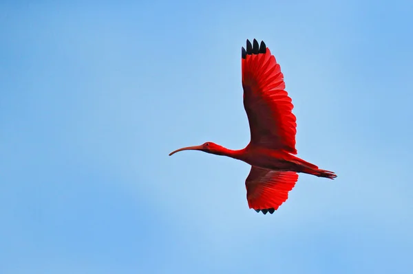 Scarlet Ibis Eudocimus Ruber Exotické Rudý Pták Přírodní Stanoviště Ptačí — Stock fotografie