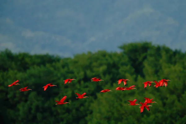 Kızıl Aynak Eudocimus Ruber Egzotik Kırmızı Kuş Doğa Yaşam Alanı — Stok fotoğraf
