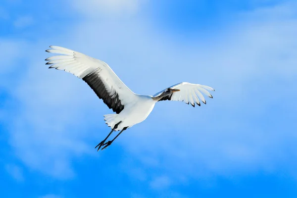 Crane Cena Inverno Com Flocos Neve Cena Vida Selvagem Natureza — Fotografia de Stock