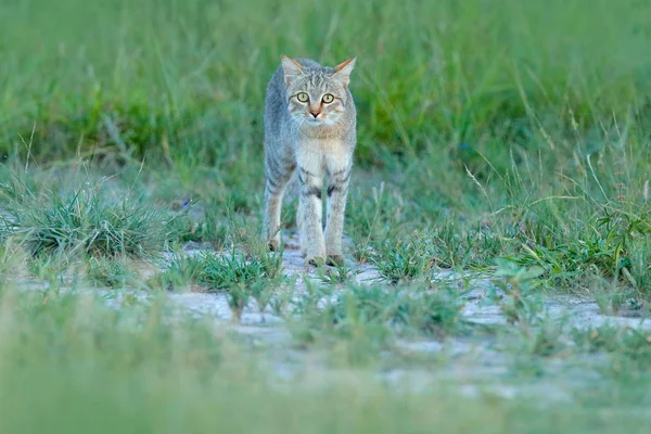 African Wildcat Felis Lybica Also Called Eastern Wild Cat Wild — Stock Photo, Image