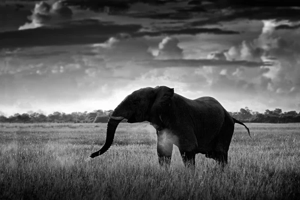 Черно Белое Фото Африканское Сафари Слон Траве Дикая Природа Слон — стоковое фото