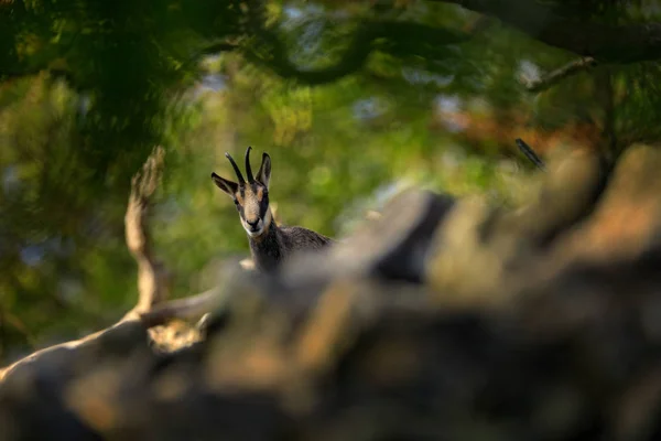 Chamois Rupicapra Rupicapra Sur Colline Rocheuse Forêt Arrière Plan Colline — Photo