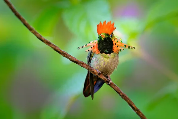 房状コケット オレンジ色の紋と緑と紫の花の生息地で襟付きカラフルなハチドリ トリニダードからアクション シーン 明確な緑の背景のピンクの花の横を飛んでいる鳥 — ストック写真