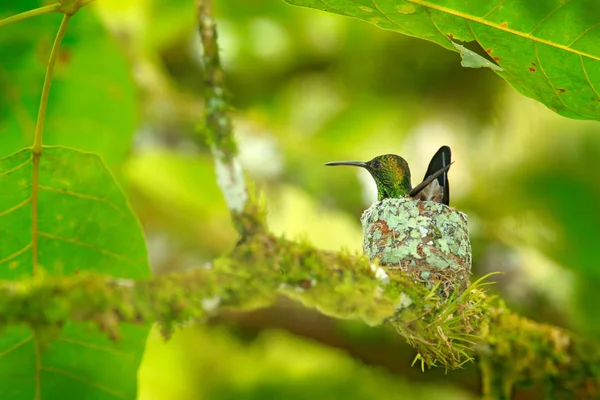 Hummingbird sitting on the eggs in the nest, Trinidad and Tobago. Copper-rumped Hummingbird, Amazilia tobaci, on the tree, wildlife scene from nature. Bird behaviour in the tropic forest.