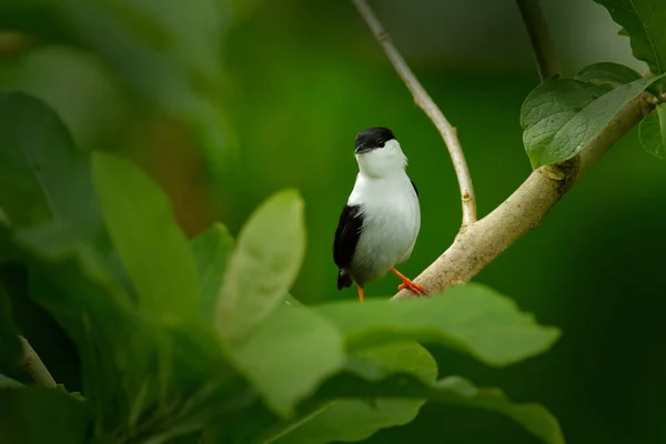 Wit Bebaarde Manakin Manacus Manacus Zeldzame Vogel Trinidad Midden Amerika — Stockfoto