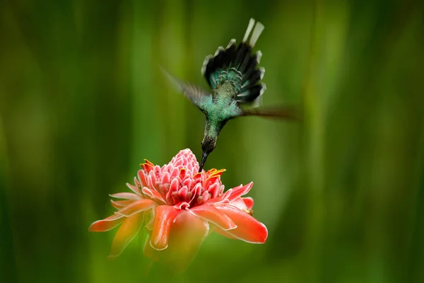 Brillante Pájaro Volando Junto Una Hermosa Flor Roja Rosada Selva —  Fotos de Stock